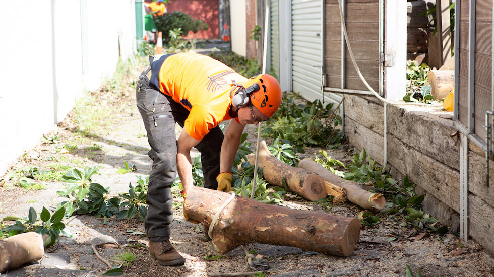 Who Is Responsible For Fallen Tree Removal?